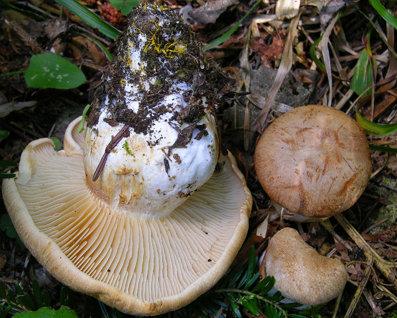 Ritrovamenti del 17 agosto.